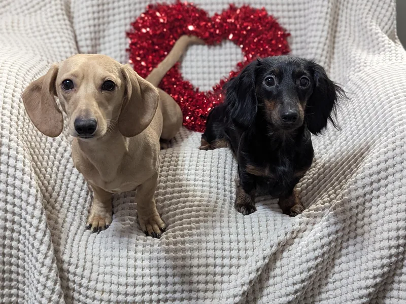 Grove Grown Dachshunds