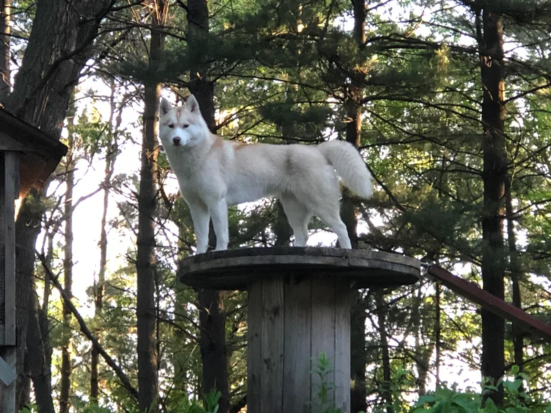 Grove’s Siberian Huskies