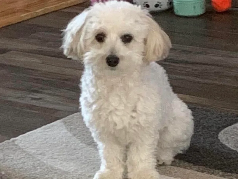 Growing by 4 Paws Doodles Cadillac