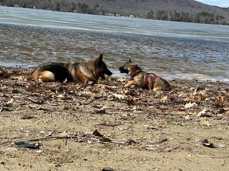 GSDs of Eden