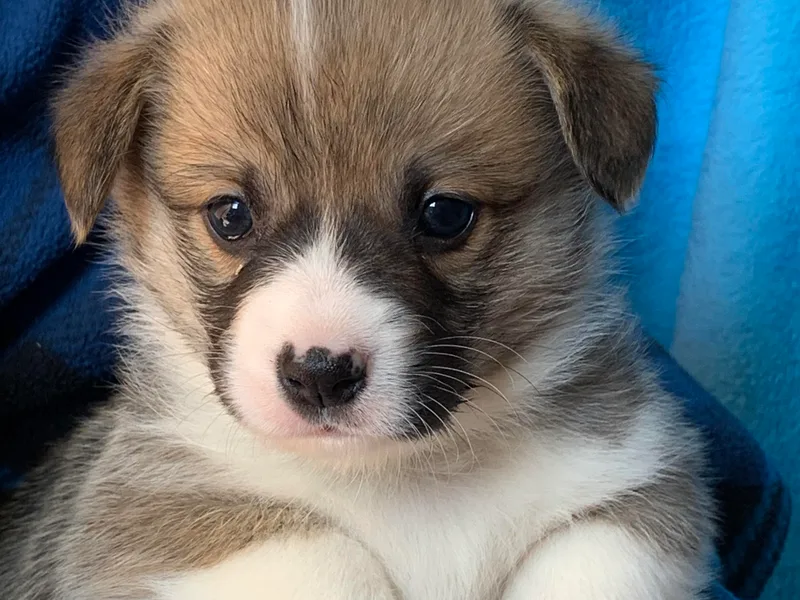 GSF Pembroke Welsh Corgis