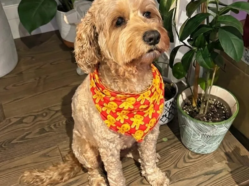 GTA Mapledoodles