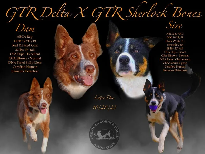 GTR K9 Border Collies