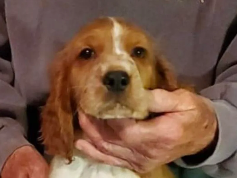 Gualtieri's Welsh Springer Spaniels