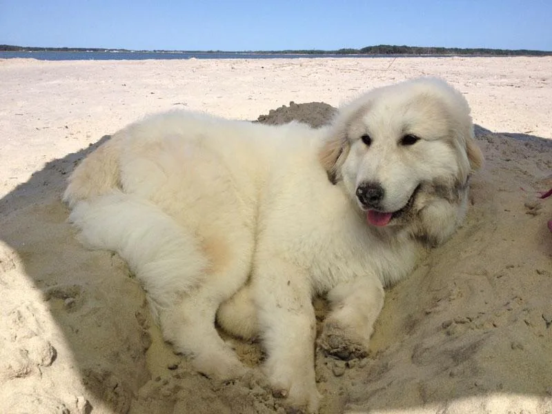 Guardenia Great Pyrenees