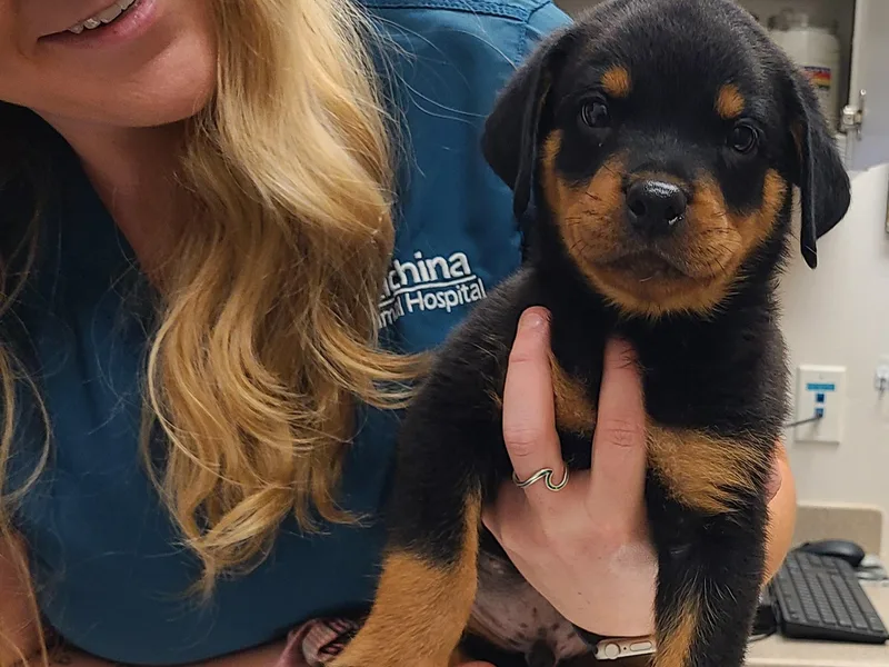 Guardian Angel Rottweiler