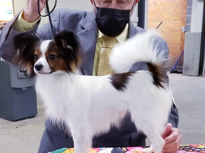 Guardian’s Papillons