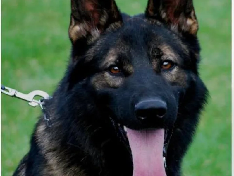 Guardian Working Shepherds