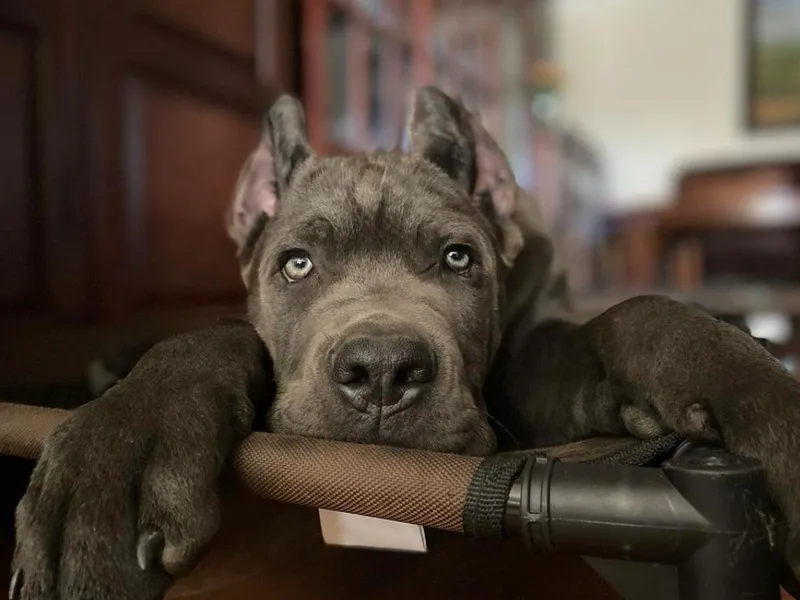 Guardiano Cane Corso photo 1