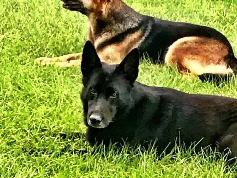 Guardians at the Gate