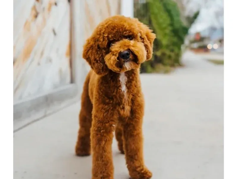gucci_bentleys_goldendoodles