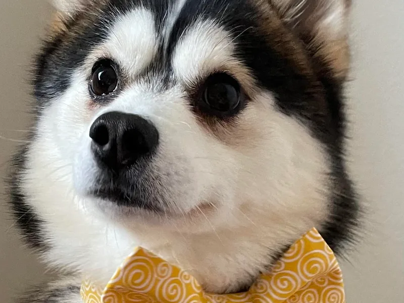 Guccio’s Pomskies and Stud Services