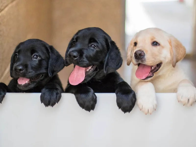 Guide Dog Foundation photo 1