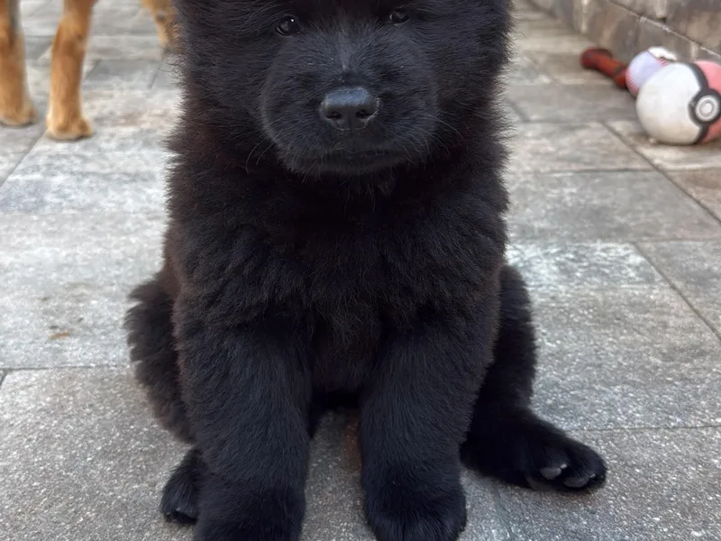 Guimaraes Chow Chows