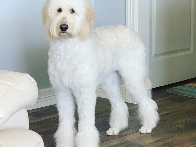 Guiness and Bailey's Doodle Den