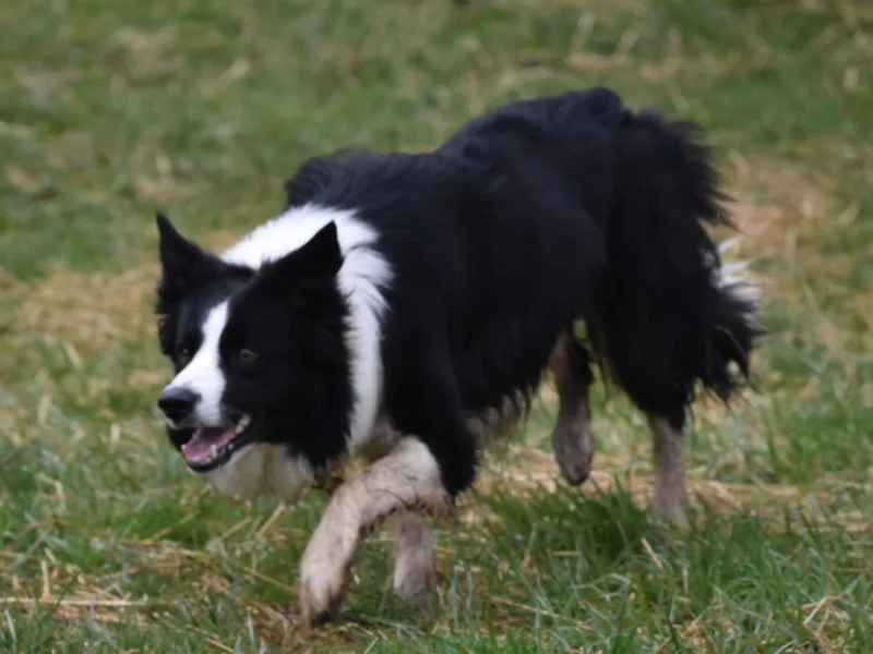 Gulan Hills Border Collies