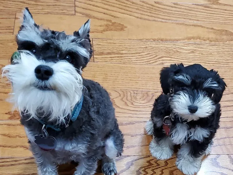 Gulf Coast Schnauzers