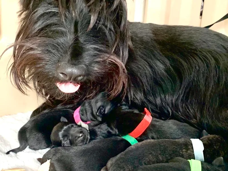 Gulf Coast Scotties
