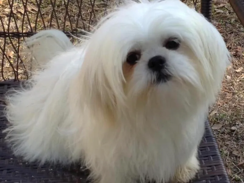 Gulf Coast Shih Tzus