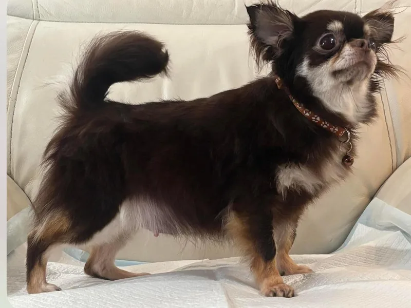 Gulfshore Chihuahuas