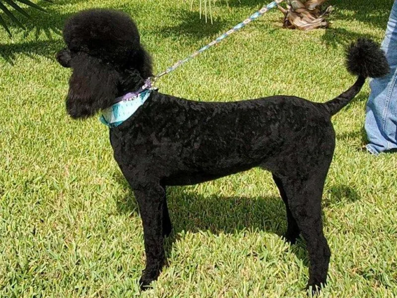 Gulfside Poodles