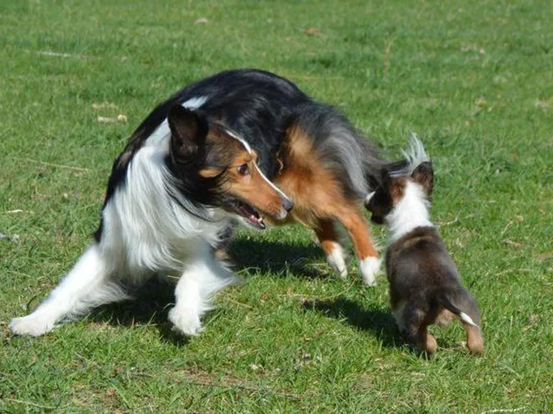 Gulstad’s Shelties