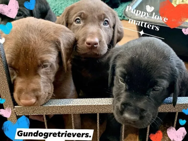 Gun Dog Retrievers