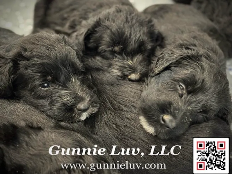 Gunnie Luv, LLC