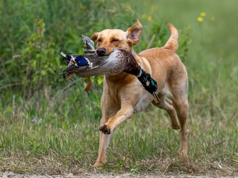 Guns Up Dog Training