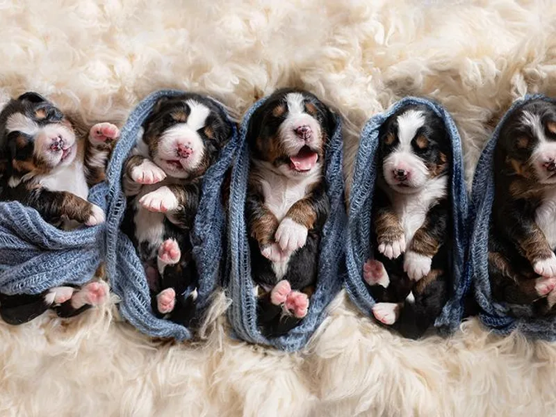 Gusto Bernese Mountain Dogs