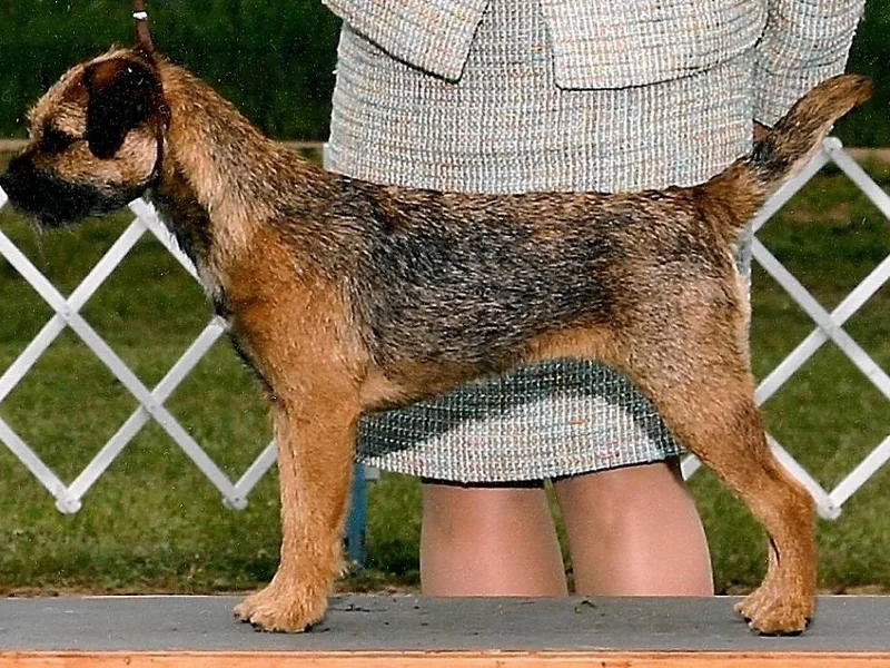 Gusto Border Terriers photo 1