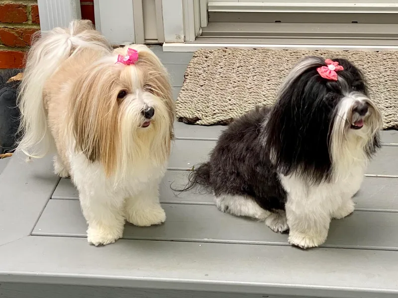 Guys &amp; Dolls of La Brisa Havanese