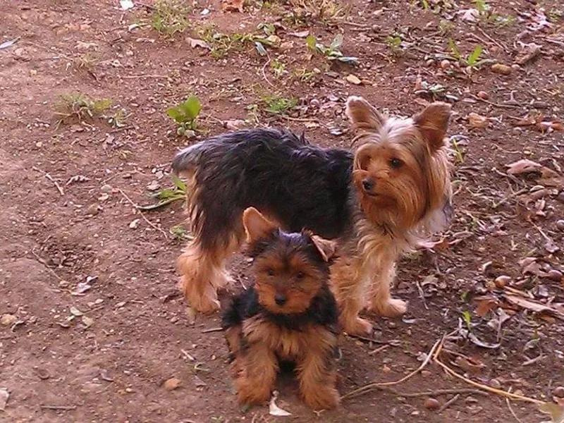 Guys'N' Dolls Yorkshire Terriers