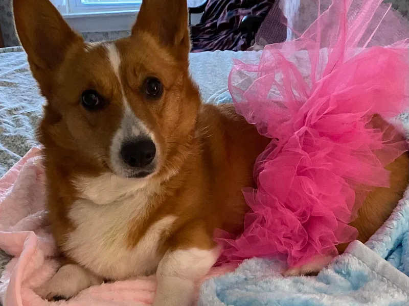 Gwenaf Pembroke Welsh Corgis