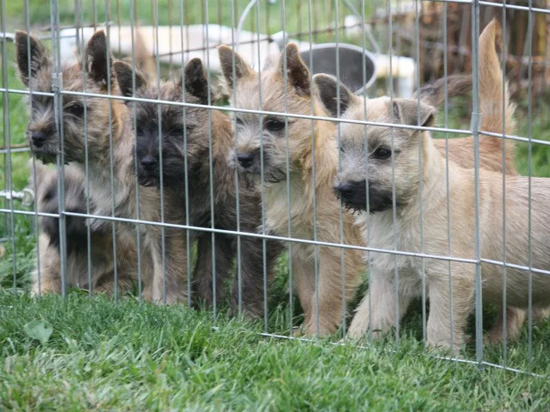Gweneviere terriers