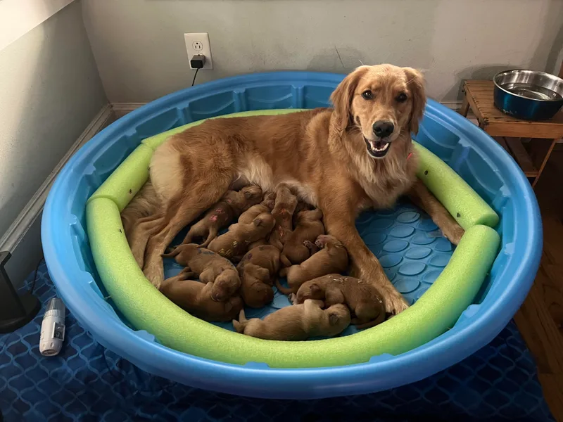 GWPups