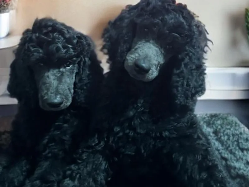 GYCAM STANDARD POODLE