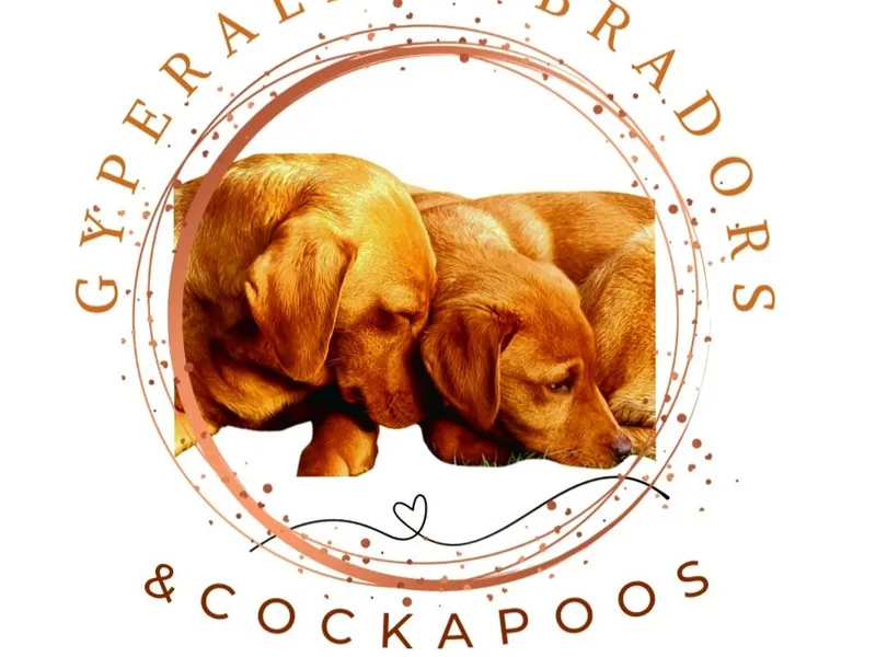 Gyperald Labradors  photo 1