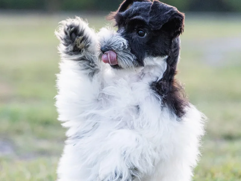 Gypsey Creek Mini Schnauzers