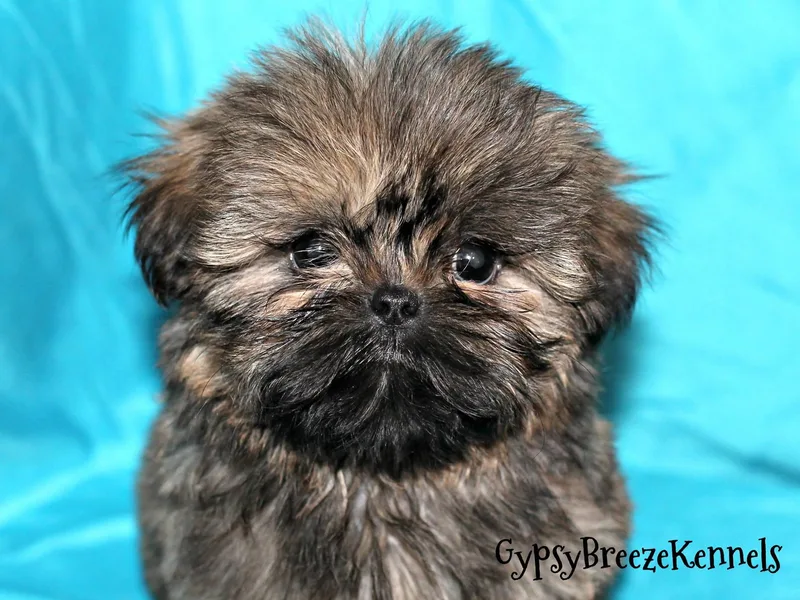 Gypsy Breeze Kennels