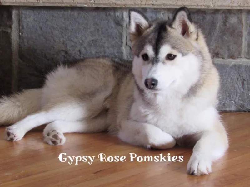 Gypsy Rose Pomskies