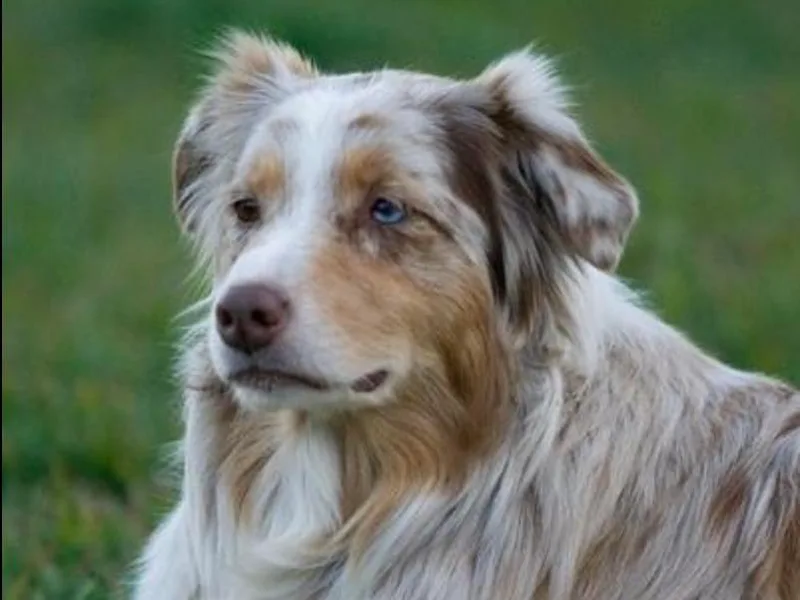 Gypsy's Charm Australian Shepherds