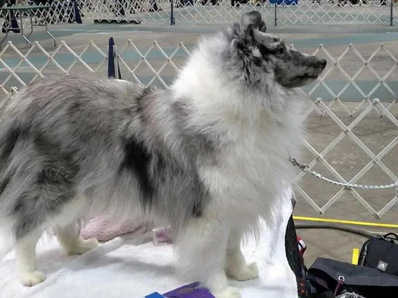 Gypsy Shetland Sheepdogs