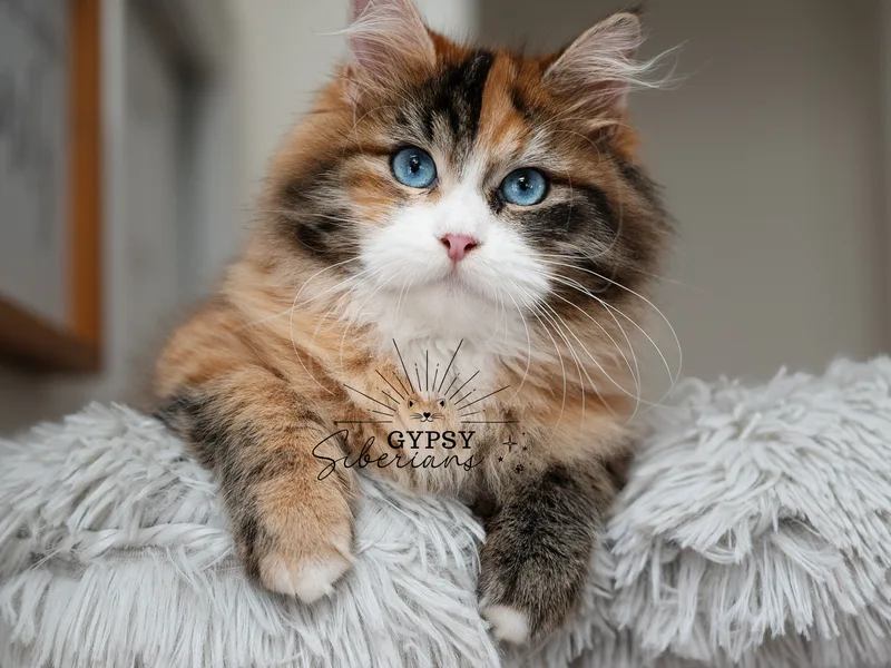 GYSPYSIBERIANS