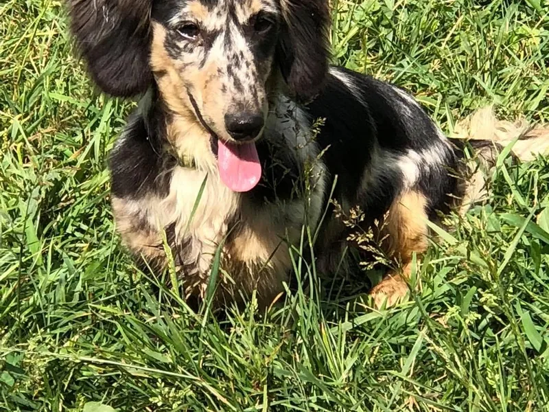 H&amp;C’s Dachshunds and Retrievers