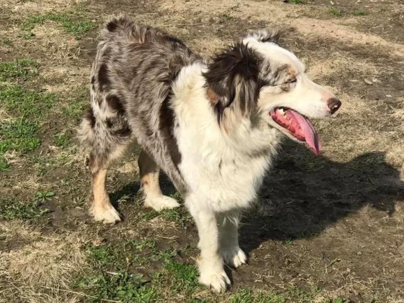 H &amp; H Australian Shepherd