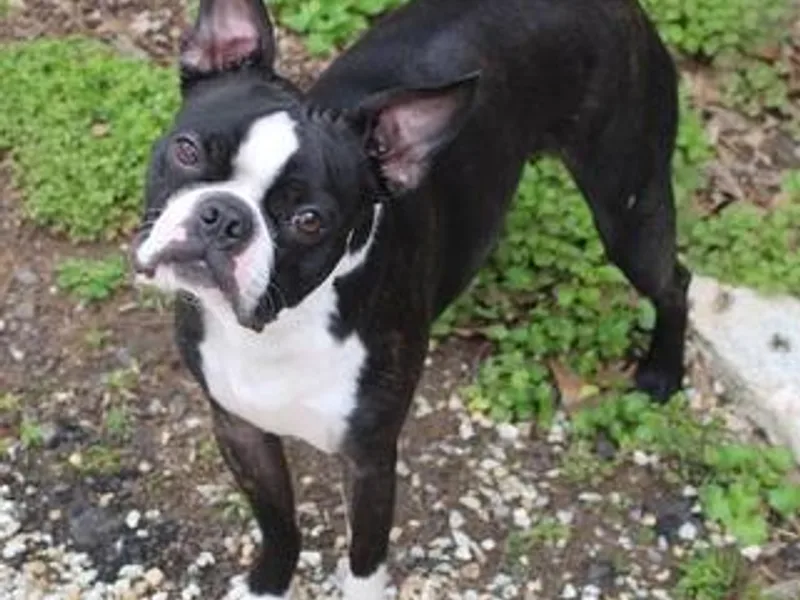 H &amp; H Boston Terriers