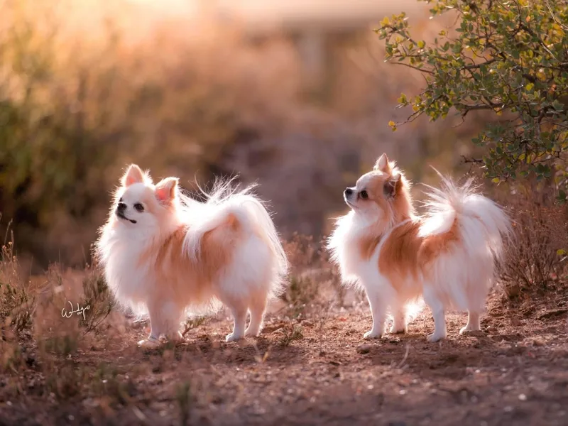 H&amp;H Chihuahuas