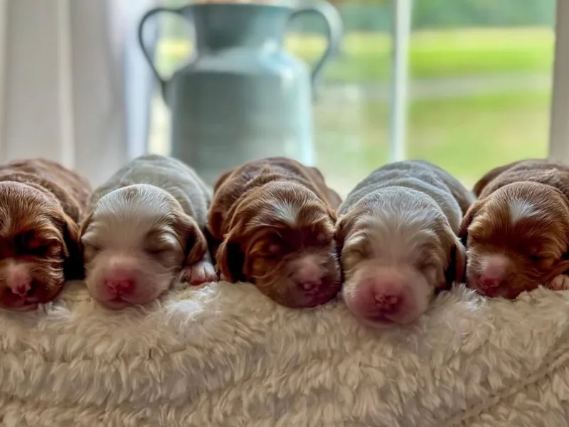 H&amp;L GoldenDoodles