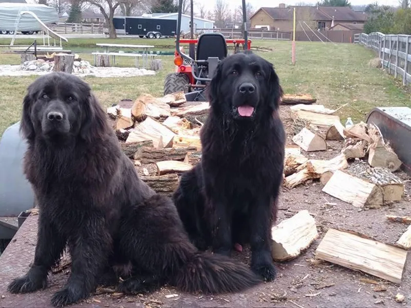 H &amp; M Acres Newfoundlands